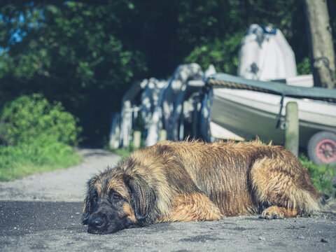 Leonberger dog resting by river