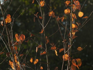 Autumn leaves on a tree background