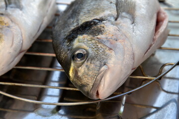 sea bream