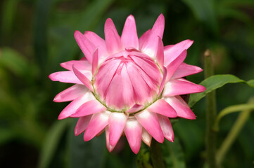 Straw flower.