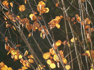 Autumn leaves on a tree background