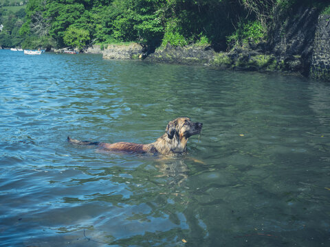 Big leonberger dog swimming in river