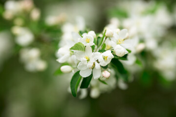 Веточка цветущей яблони