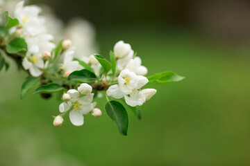 Веточка цветущей яблони
