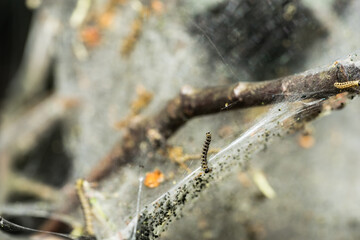 tree covered in silk web by caterpillars