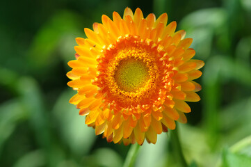 Straw flower.