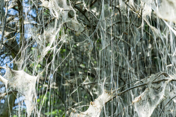 tree covered in silk web by caterpillars