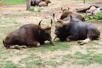 Resting Bulls