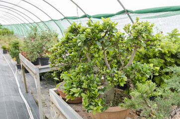 Varieties of bonsais tree in a greenhouse