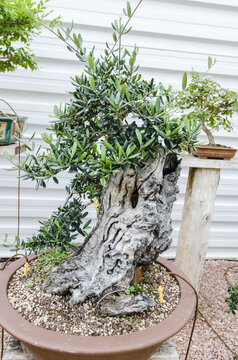 Old Olea europaea bonsai, olive bonsai in a garden