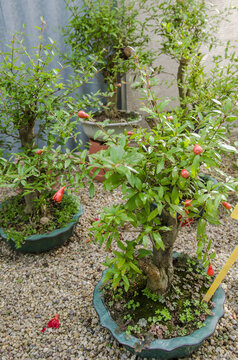 Punica granatum bonsai in blossom. Red fruits