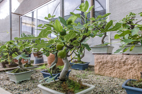 Ficus carica bonsai, fig tree bonsai with figs
