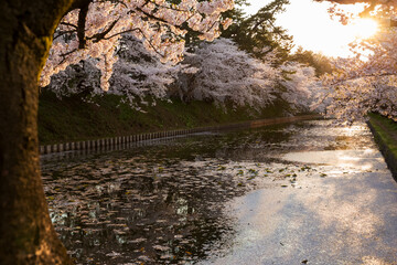 Obraz na płótnie Canvas sunset view with cherry blossom