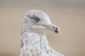 American herring gull or Smithsonian gull (Larus smithsonianus or Larus argentatus smithsonianus) portrait © Mircea Costina