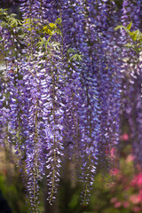 Obraz premium blooming wisteria flower