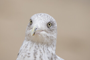 American herring gull or Smithsonian gull (Larus smithsonianus or Larus argentatus smithsonianus) portrait
