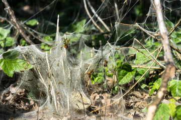 tree covered in silk web by caterpillars