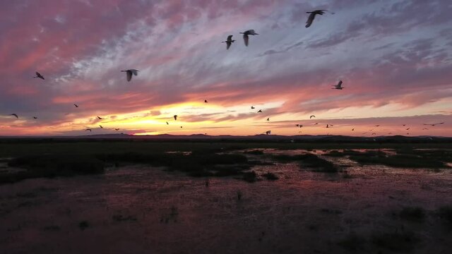 Flight with flock of crane heron birds. Beautiful colorful pink and orange sunset sky reflection in lake nature. Aerial drone flight 4k footage. Vladivostok Primorsky Krai Russia. Summer evening