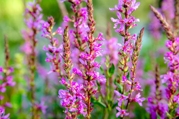 fireweed blooms in July on the River 