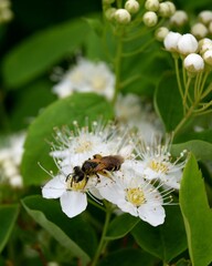 Bee on spirea in the garden 