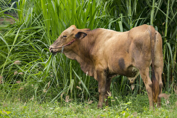 Image of brown cow on nature background. Animal farm