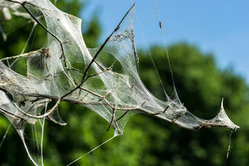 tree covered in silk web by caterpillars
