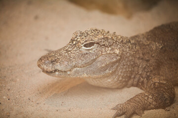Alligator