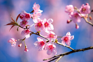 Fototapeta na wymiar Wild Himalayan Cherry blossom (Sakura)