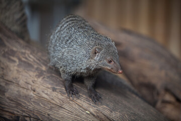 manguste im zoo