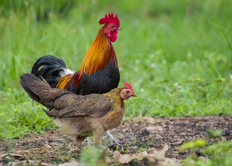 Image of a cock and hen on nature background. Farm Animals.