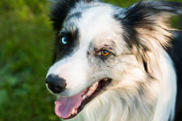 Border Collie