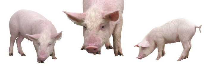 Funny young little piglets, standing in full length, isolated against the clear white background.