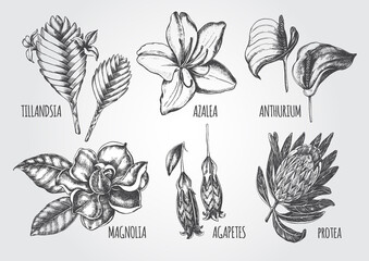 Fototapeta premium Ink hand drawn set of tropical and exotic flowers - Protea, Tillandsia, Azalea, Anthurium, Magnolia, Agapetes. Botanical elements collection for design, Vector illustration.