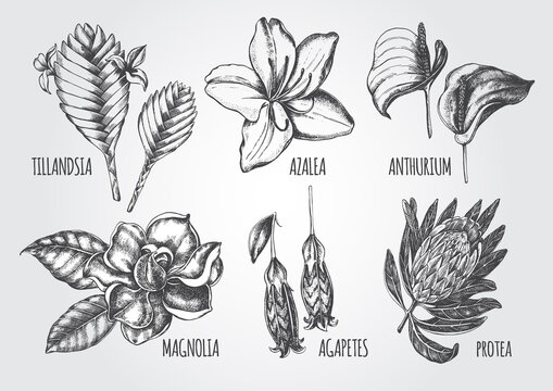 Anthurium Flower Drawing Images | Free Photos, PNG Stickers, Wallpapers &  Backgrounds - rawpixel