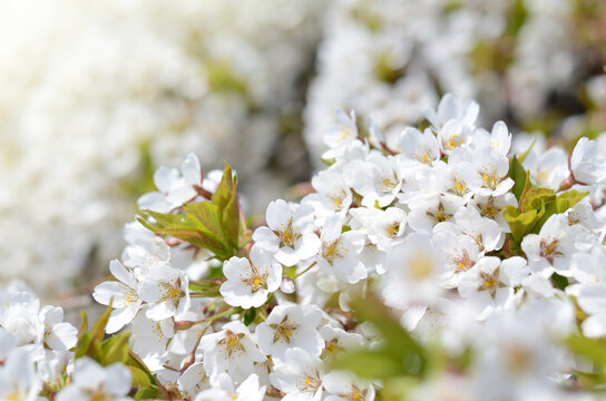 Springtime background with cherry tree flowers. Beautiful sunny photo