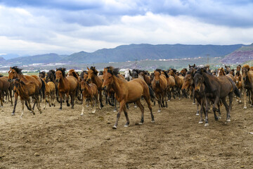 Fototapeta na wymiar Yilki horses on nature at Cappadocia, Turkey