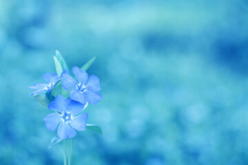 Delicate floral background in blue colors. Barvinok at on a beautiful background.