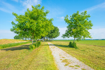 Trees in a field in sunlight in spring