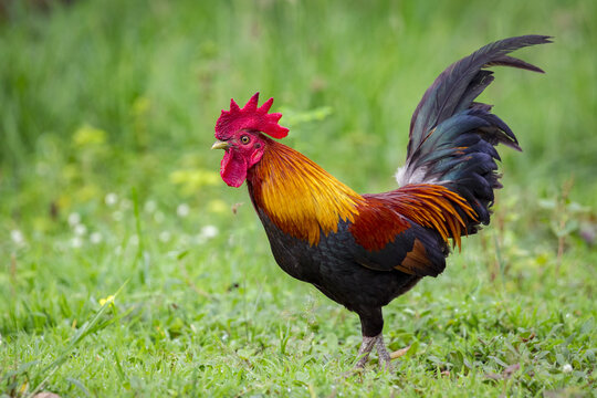Image of a cock on nature background. Farm Animals.