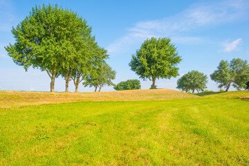 Fototapeta na wymiar Trees in a field in sunlight in spring