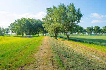 Wheat field in spring in sunlight