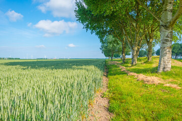 Wheat field in spring in sunlight