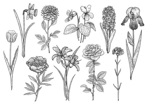 Flower collection, illustration, drawing, engraving, ink, line art, vector