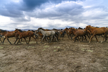 Yilki horses on nature at Cappadocia, Turkey