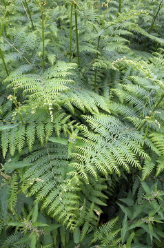 Bracken a genus of large, coarse ferns common to the United Kingdom