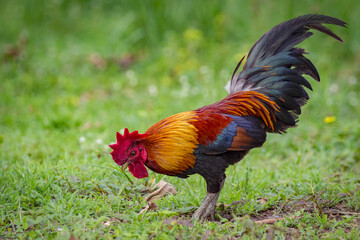Image of a cock on nature background. Farm Animals.