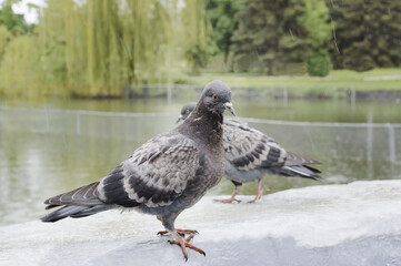 Two dove in the park in the rain on a summer day, Close-up, selective focus.