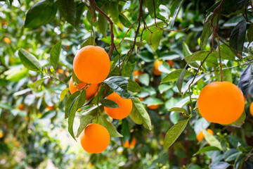 Orange tree with fruits in Greece