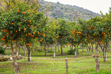 Fototapeta na wymiar Orange tree with fruits in Greece