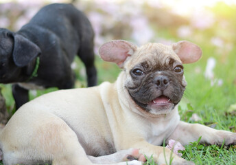 Baby French bulldog puppy. Dog on the grass field.